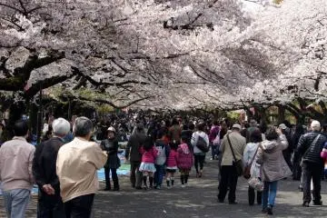 Modern hanami in Ueno, Tokyo (Photo: <a href="https://www.flickr.com/photos/lucamascaro/5619155145/in/photolist-9yxD4g-7Pb8eA-9yADG1-7VKM8P-9yxust-EKLZ42-mZW4oM-9yAS2j-6QctCf-bx7C9o-9yxCbM-7Z8Qh7-mGbDVz-mtyfbK-mtyU7x-7SB3ai-9yAzku-rgvByz-qmwbvC-rhwN1E-7P7966-ry5ED4-aAC6sd-9yxDzr-mtAa8d-rxykuC-69RUig-2esoCo-GeexG-9yAVnJ-reScp2-mGdM9C-6Q8E2Z-Gmcnk-6QcGNo-mGcfgB-9v7RgM-6QcsG3-mGbAeB-7VKM2g-ry4ZiS-mGbRur-sfTqVQ-rMBTPH-r92gB5-rgC4Af-rz1An1-rQv6dh-552WZu-rCz1BN" target="_blank" rel="noreferrer noopener nofollow">Luca Mascaro</a> / <a href="https://creativecommons.org/licenses/by-sa/2.0/" target="_blank" rel="noreferrer noopener nofollow">CC BY-SA 2.0</a>)