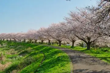 Along the Tsurumi River near Kamoi