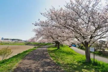 Tsurumi River Sakura