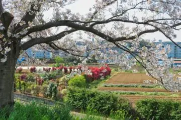 Beautiful views along the Tsurumi River