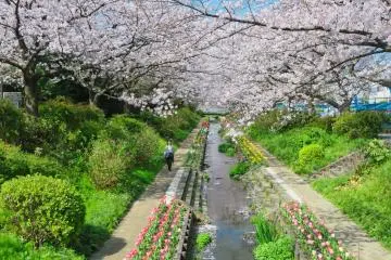 Egawa Sakura and Tulips