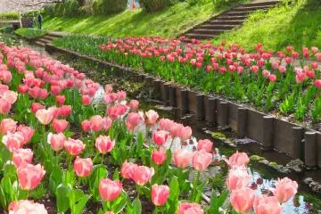 Egawa Tulips were planted by school children
