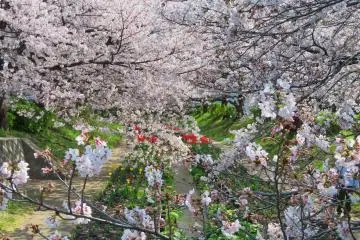 Egawa Sakura