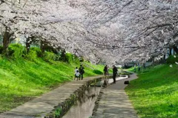 Egawa Sakura canopy