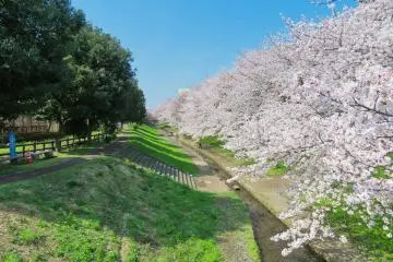 Egawa Sakura as far as the eye can see