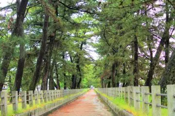Pine trees along the approach to the temple 