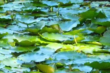 Floating on the pond.