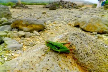 Plenty of wildlife to be seen.