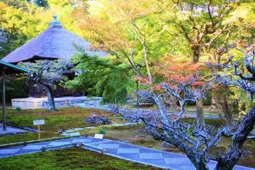 View of Kannon-Do within the temple grounds