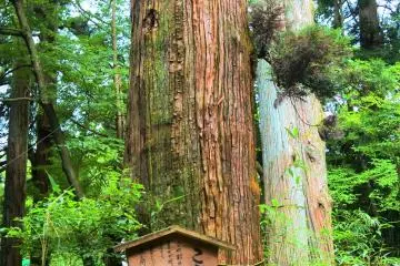A Kobu cedar tree