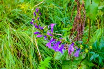 Beautiful summer colour surrounds the 3km path