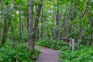 The car park entrance features a nice walk through the thick forest before entering the wetland walkway