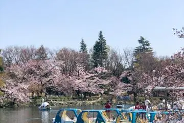 Boat Rides at Inokashira Park
