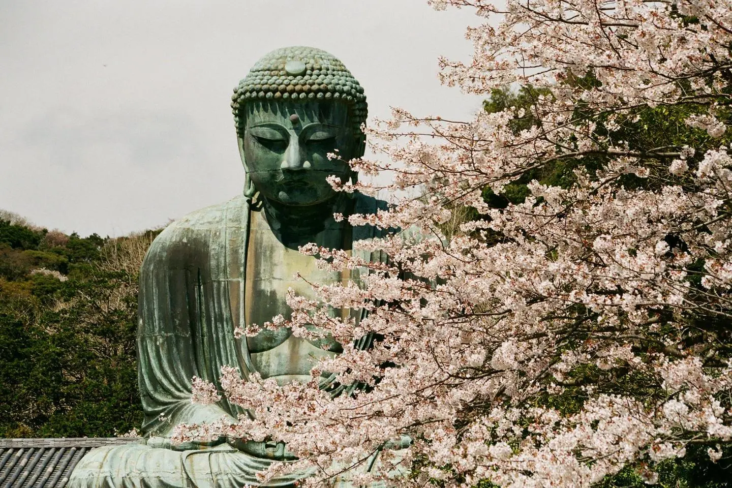 Kamakura's Great Buddha in Spring (저작권: bryansjs / CC BY-SA 2.0)