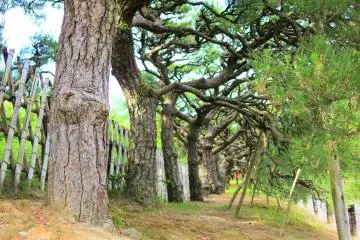 The hakomatsu box pines