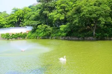 A swan on the moat