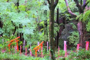 Torii within the shrine grounds 