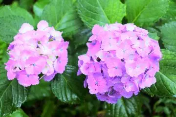 Beautiful hydrangeas
