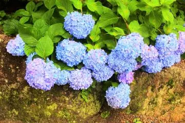 Hydrangeas in bloom