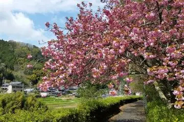 Late blooming Yaezakura cherry blossoms