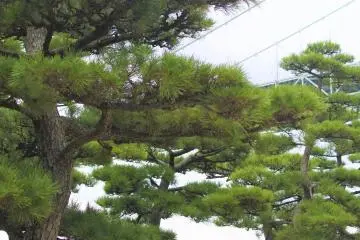 The big pine trees and the bridge