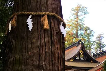 The revered tree