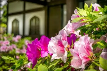 I personally find azaleas more interesting than cherry blossom because these flowers come in a much wider, variety of colors