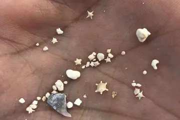 Intricate star-sand, I recommend carrying a magnifying lens