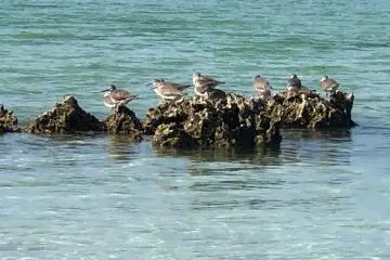 Birds on the coral reef at Kaiji Beach