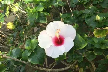 Hibiscus