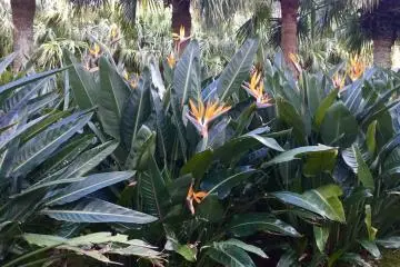 Birds of paradise flowers