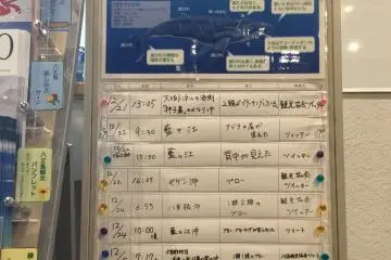 Whale spotting notes