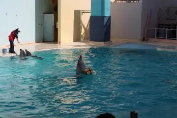 A dolphin giving presents!