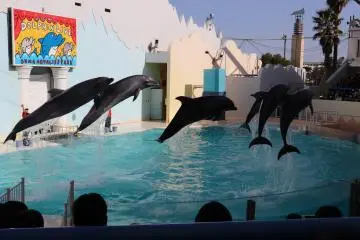 Six dolphins jumping at the same time