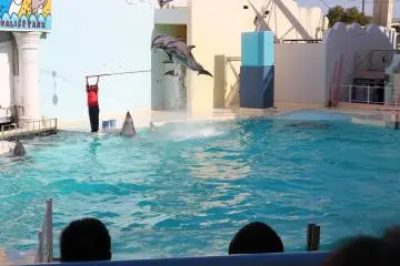 Dolphin show