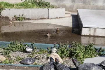 Birds relaxing in the turtle pond