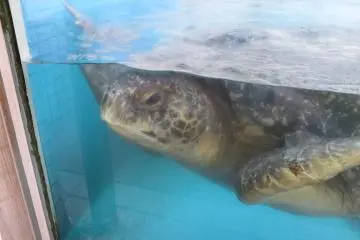 A sea turtle