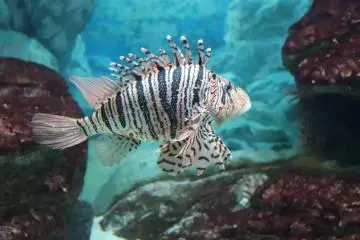 Lionfish