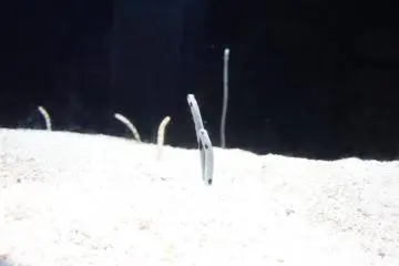 Garden eels