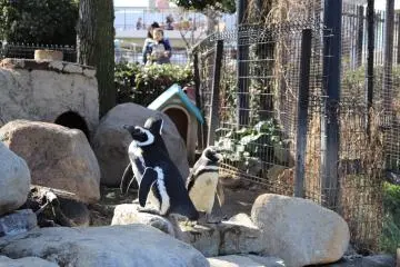 Penguins