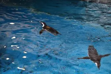 Penguin swimming