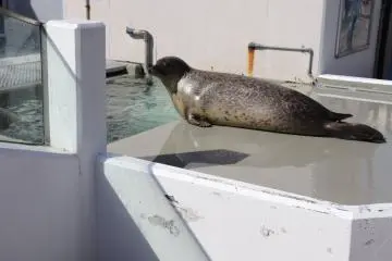 Seal