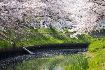 The now tamed Ebi River in spring