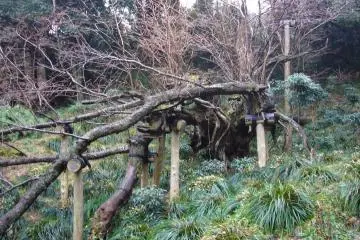 A National Special Natural Monument in Tokyo