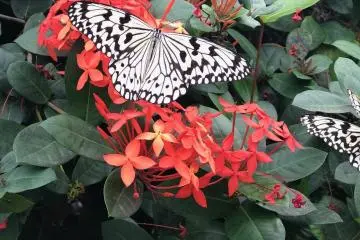 Attraction at the Yubu Island : Butterfly Garden