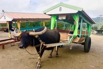 Our buffalo cart to go to the Yubu Island