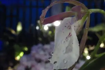 A glistening lily in the moonlight at the Miracle Planet Museum of Plants next door