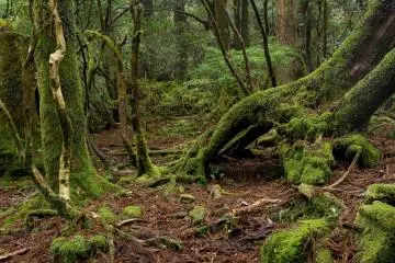 Yakushima Island, Kagoshima
