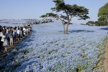 Hitachi Seaside Park, Ibaraki