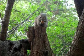 Tupai sehat di Kamakura